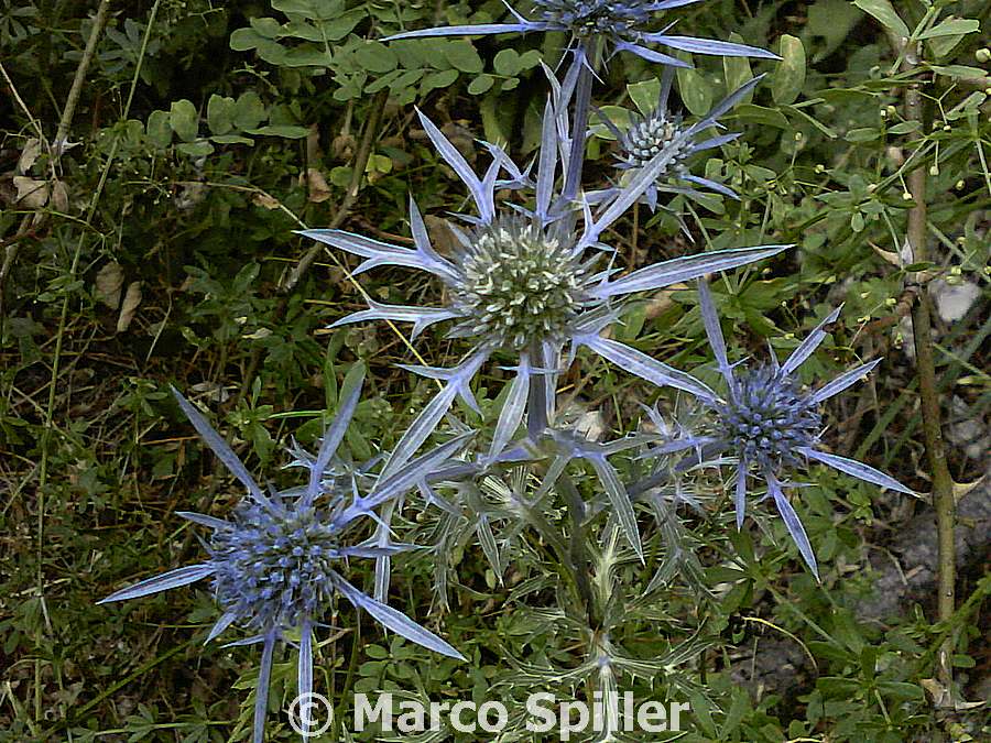 Eryngium amethystinum